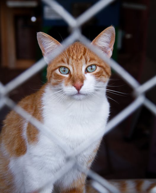 pexels-photo-18158761