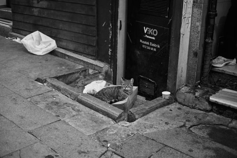 pexels-photo-33918339-1